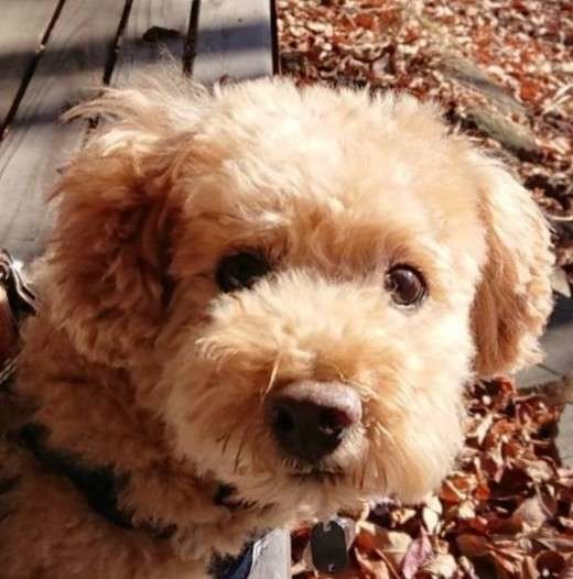 僕は保護犬、素敵な新しい飼い主さんに出会えたよ。