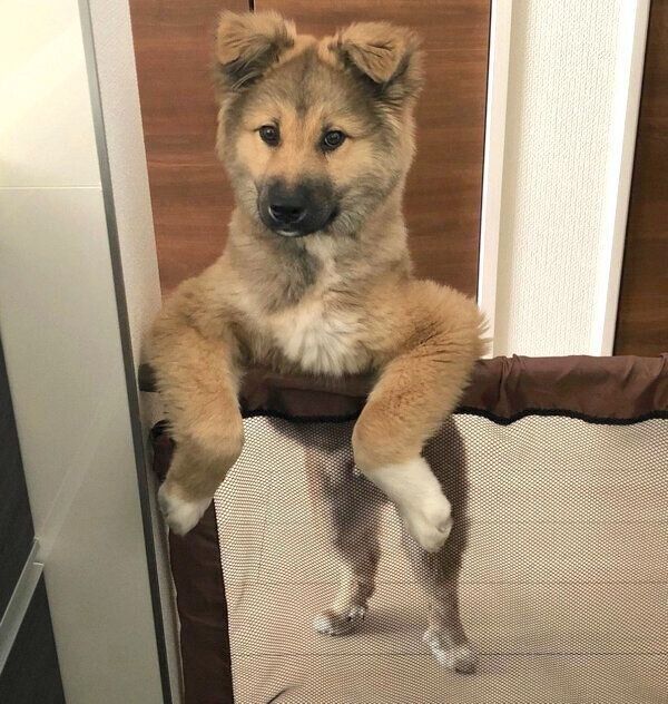 ごはんを待つタビくん