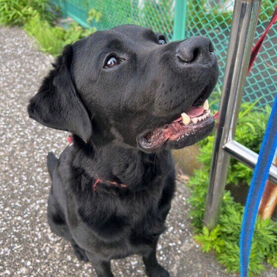 犬がハチに刺されたらどうすればいい？ 応急処置の方法を獣医師に聞いた いぬのきもち