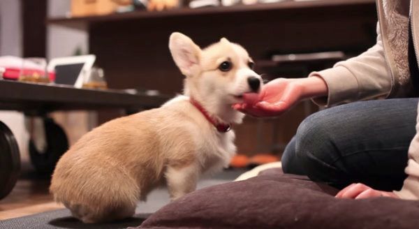 初めてお手ができたコーギー