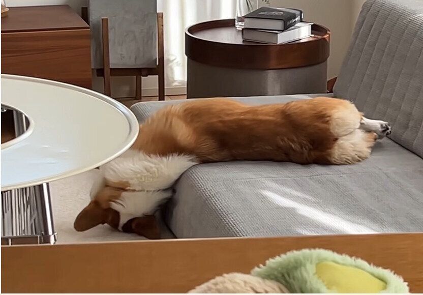 液体のようになるコーギー