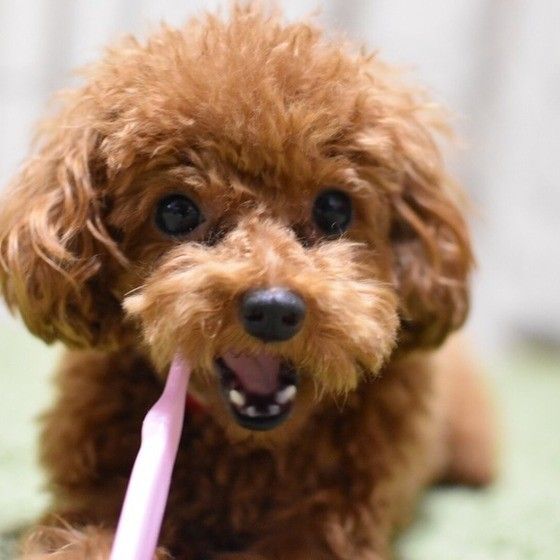 歯磨きをするトイプードル