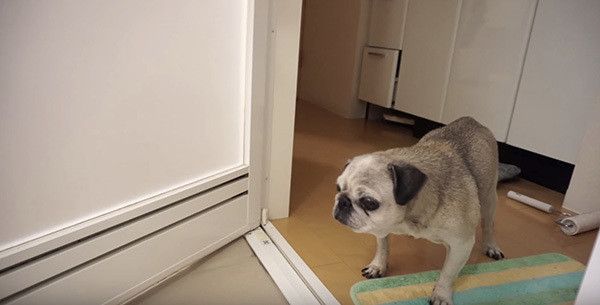 お風呂が気になるパグ