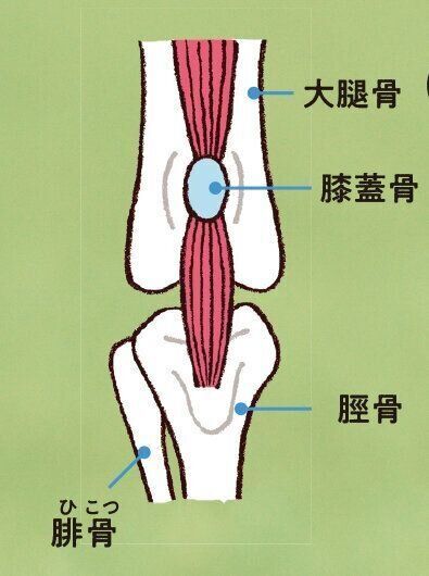 イラスト／オーツノコ
