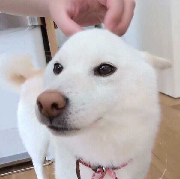 ヒコーキ耳をするしらたまちゃん