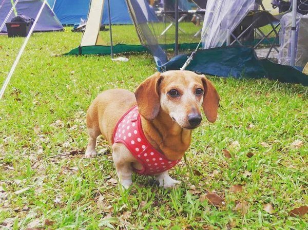 ミニチュア・ダックスフンド