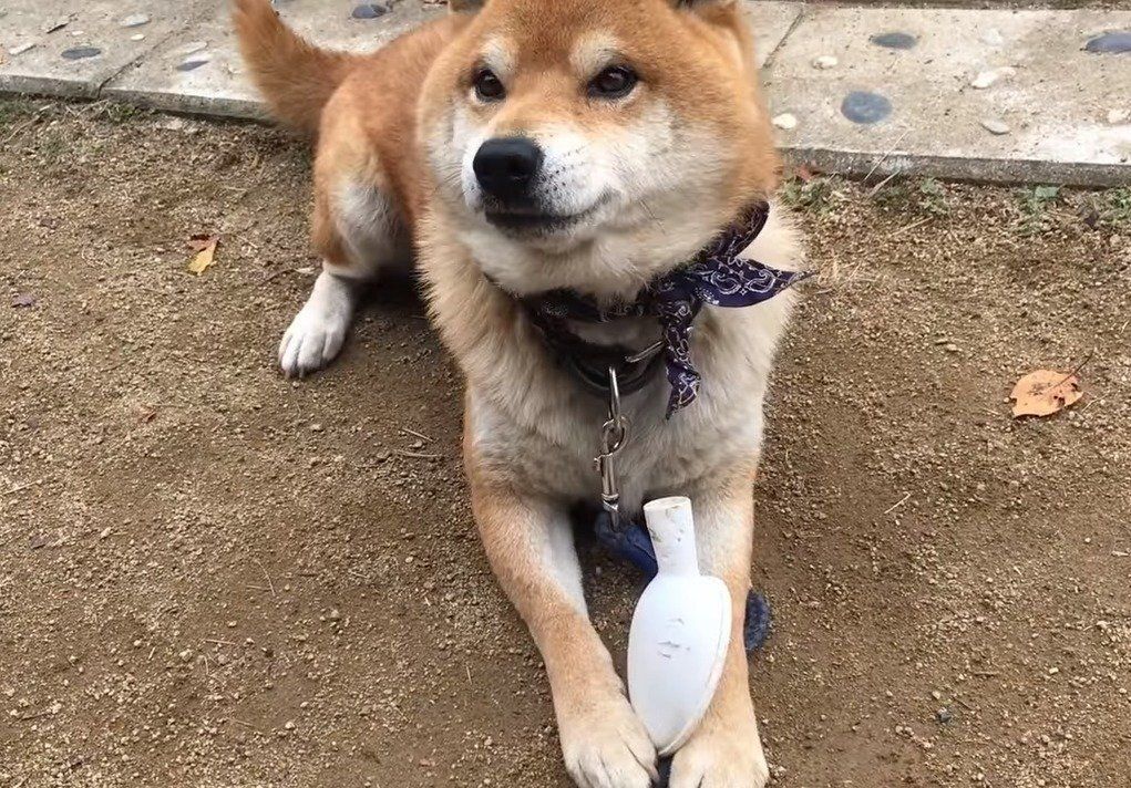 遊ぶ柴犬