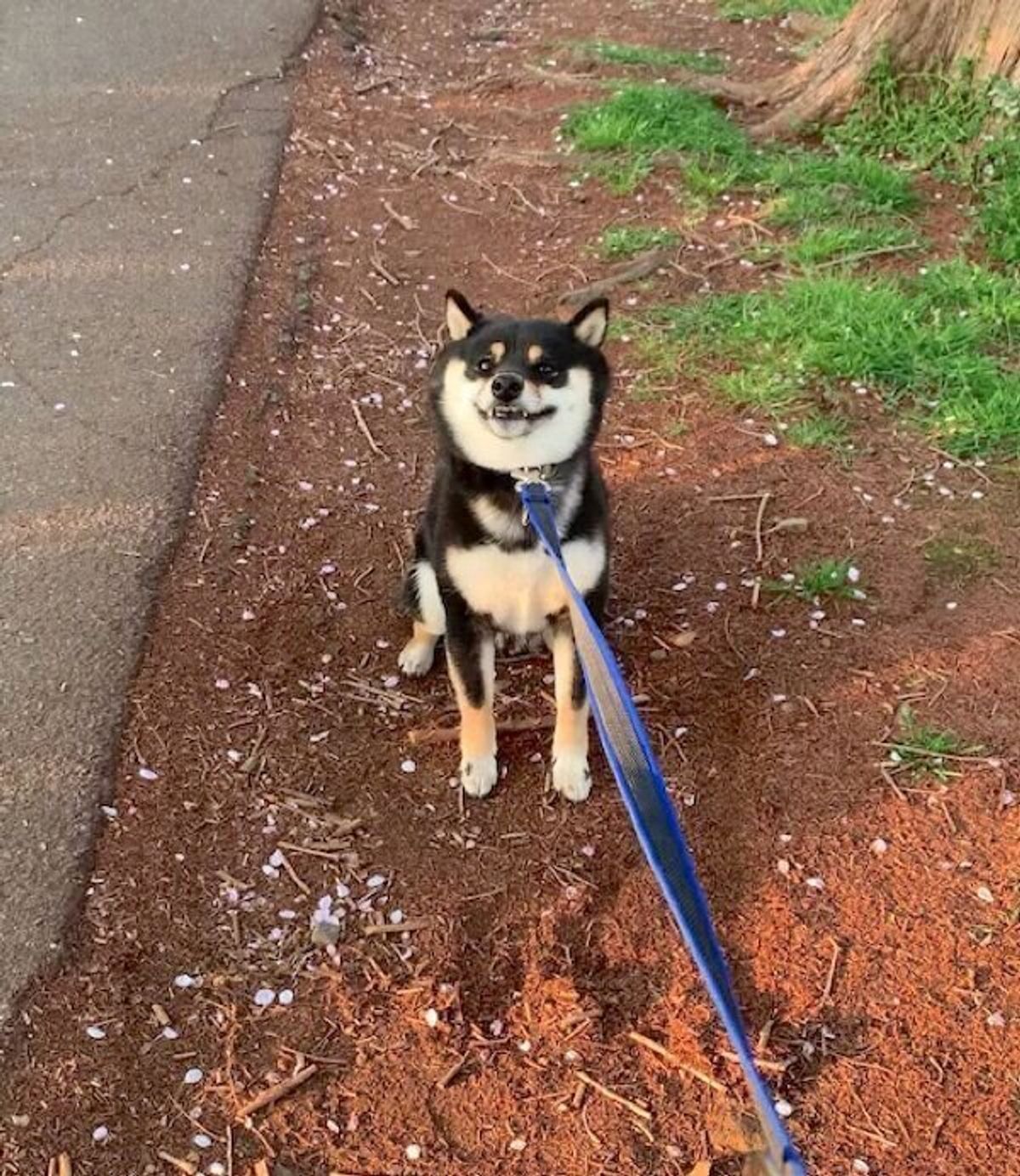 イヤイヤ をしていたのに なぜか突然歩き出す 拒否柴 中の犬の 切り替えの早さ がスゴい いぬのきもちweb Magazine イヤイヤ をしていたのに なぜか突然歩き出す 拒否柴 中の犬の 切り替えの早さ がスゴい いぬのきもちweb Magazine
