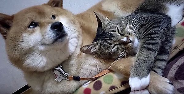 柴犬と猫