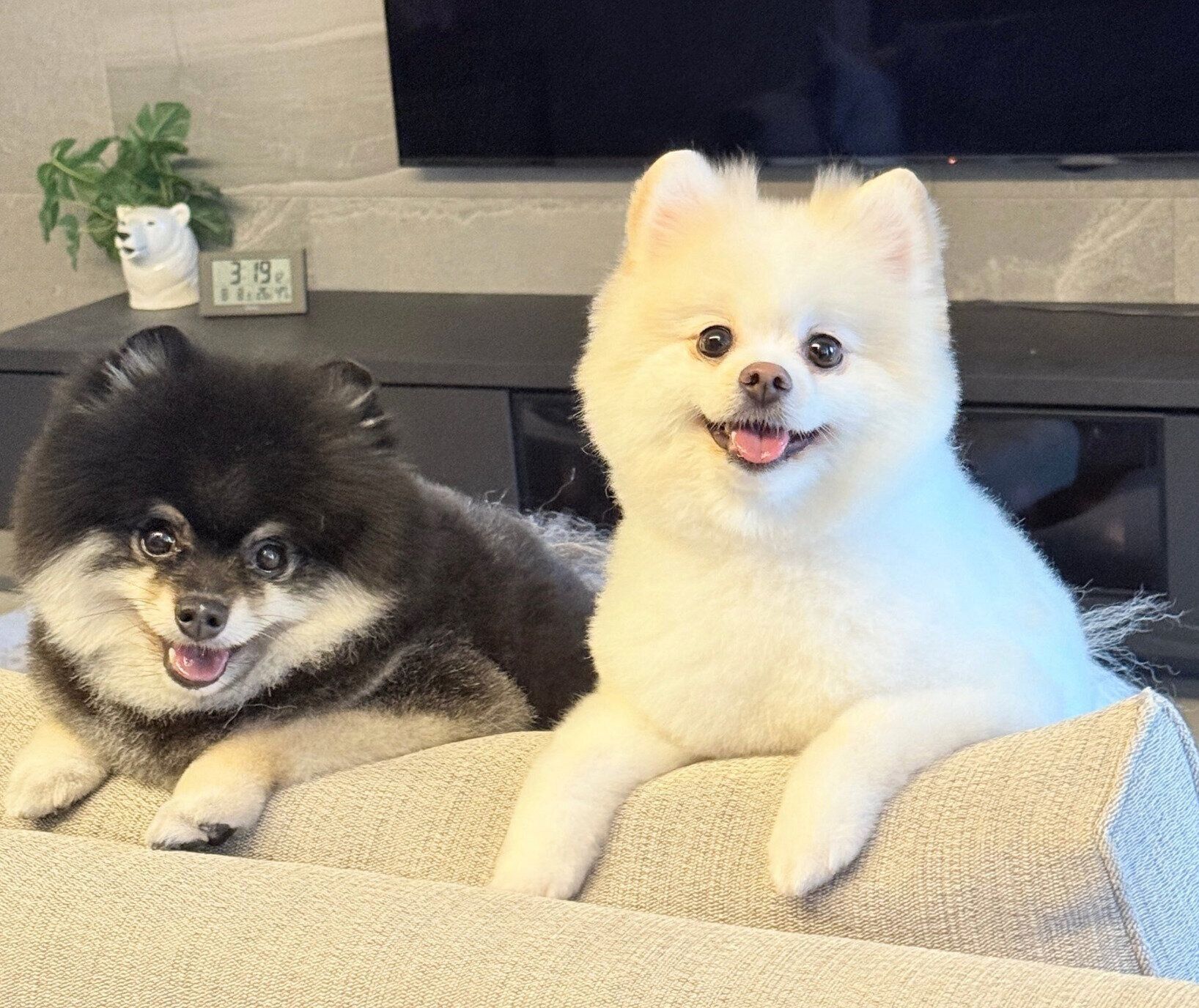 チャッピーくんとシトラスちゃん