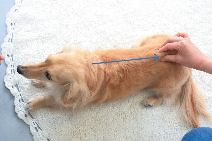 背中をマッサージされる犬