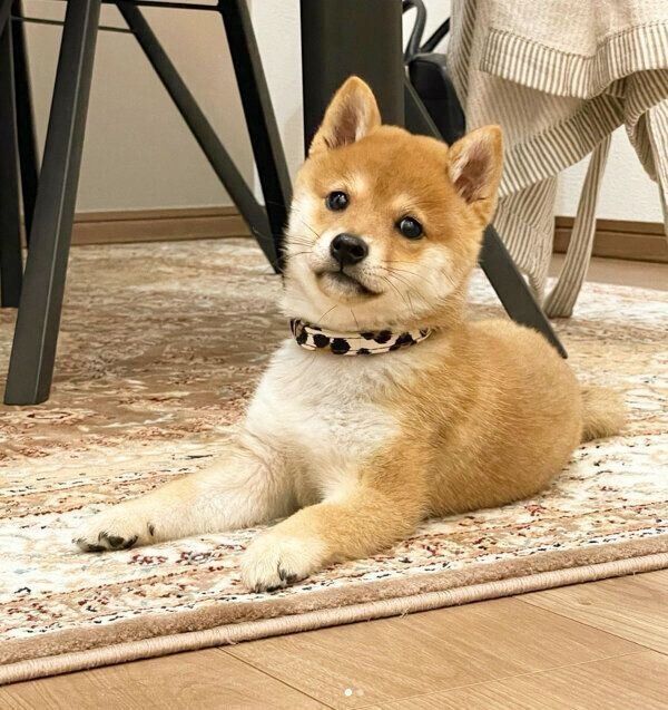 見つめるてんちゃん