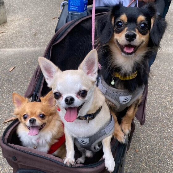 犬が興奮しているしぐさと犬を落ち着かせる方法 犬はどんなときに興奮しやすい？ いぬのきもち