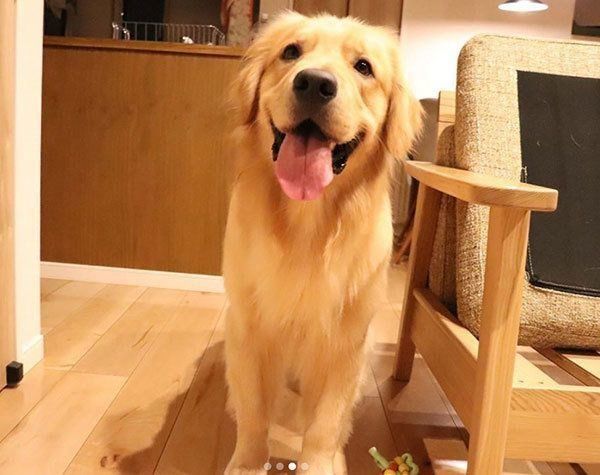 微笑むゴールデン・レトリーバー