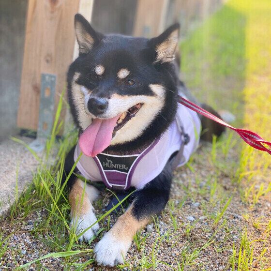 舌をべろ～んと出す柴犬