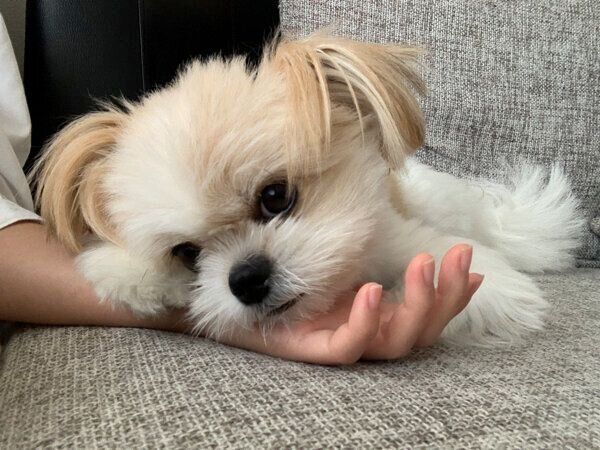 甘えるぽん酢ちゃん