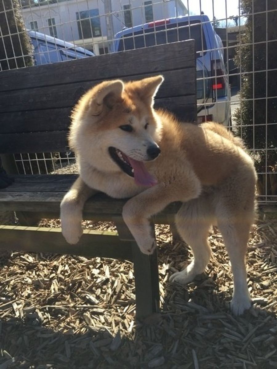秋田犬の性格って しつけや飼い方のコツとは アプリ画像付き いぬのきもちweb Magazine 秋田犬の性格って しつけや飼い方のコツとは アプリ画像付き いぬのきもちweb Magazine