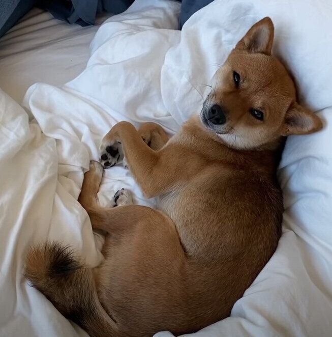 まったりする犬