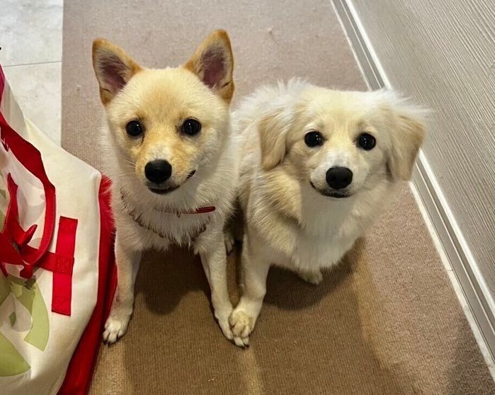 一緒に暮らす犬(写真:右)と犬(写真:左)