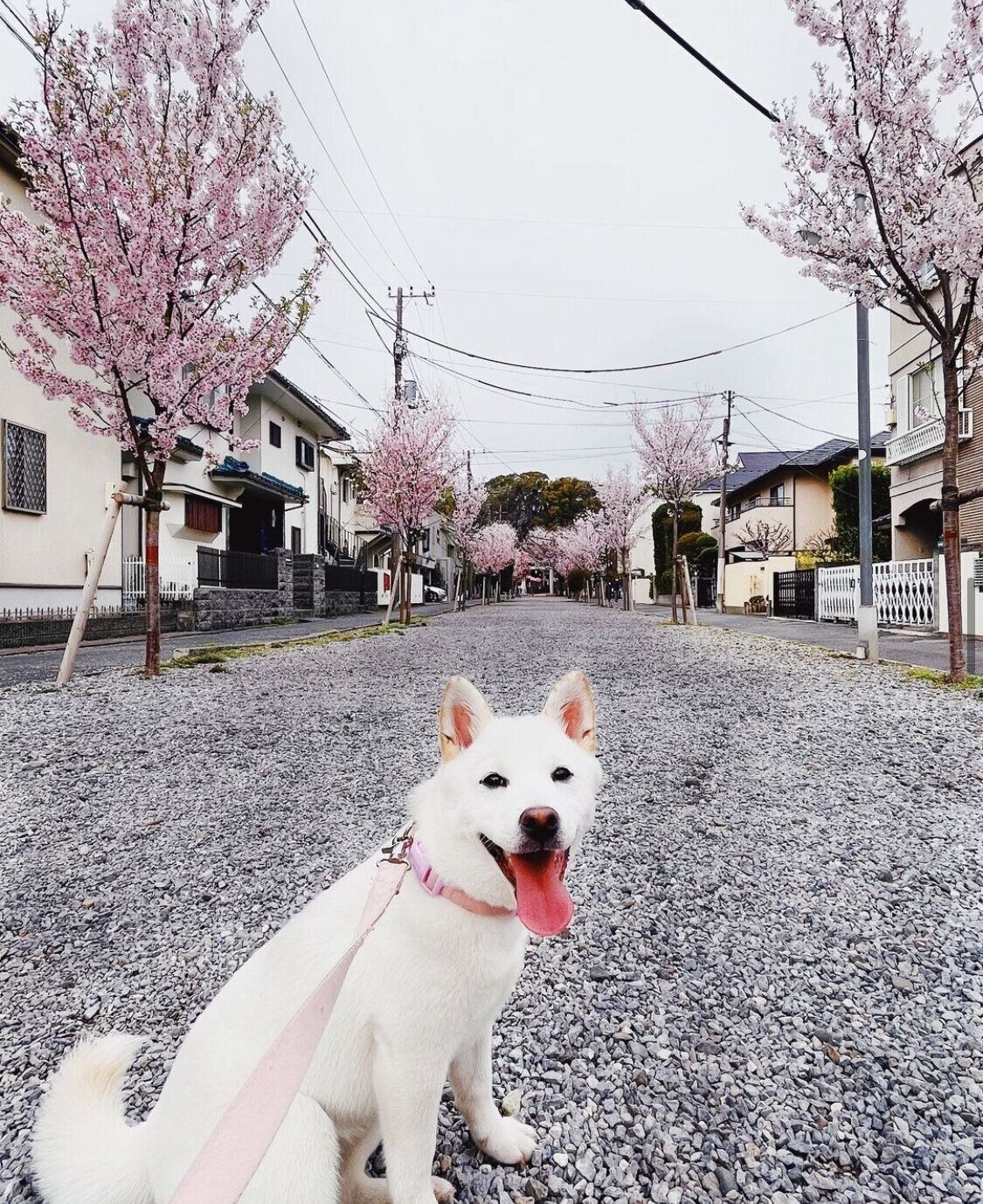 桜の下でほほえむ生後5カ月のぺるちゃん（撮影時）