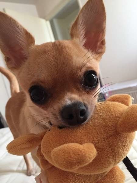 飼い主さんを起こすチワワ