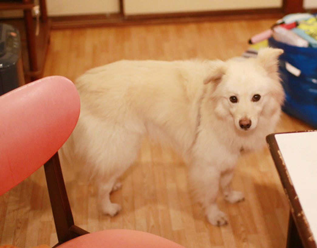 山の中の大福 穴澤賢の犬のはなし いぬのきもちweb Magazine 山の中の大福 穴澤賢の犬のはなし いぬのきもちweb Magazine