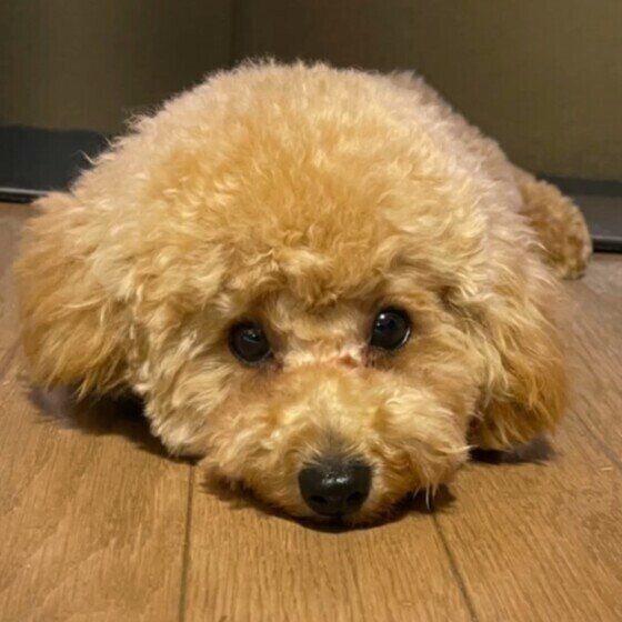 トイ・プードルのぽむくん