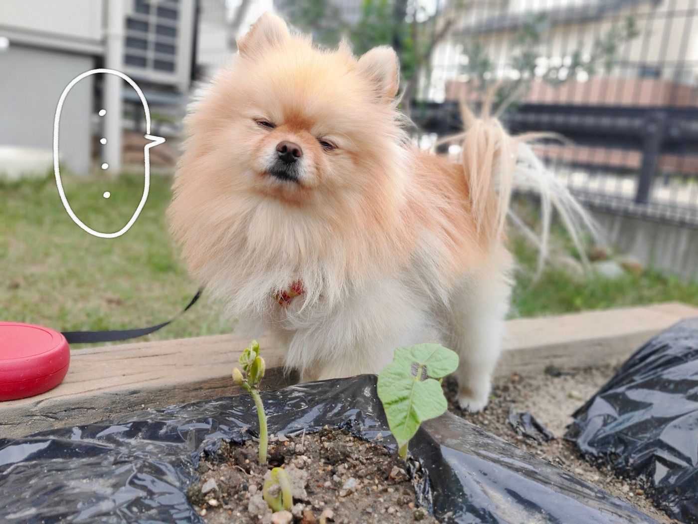 犬がなでられて目を細めるのは嬉しいから ポメラニアンぽぽちのおもしろ表情も いぬのきもちweb Magazine 犬がなでられて目を細めるのは嬉しいから ポメラニアンぽぽちのおもしろ表情も いぬのきもちweb Magazine