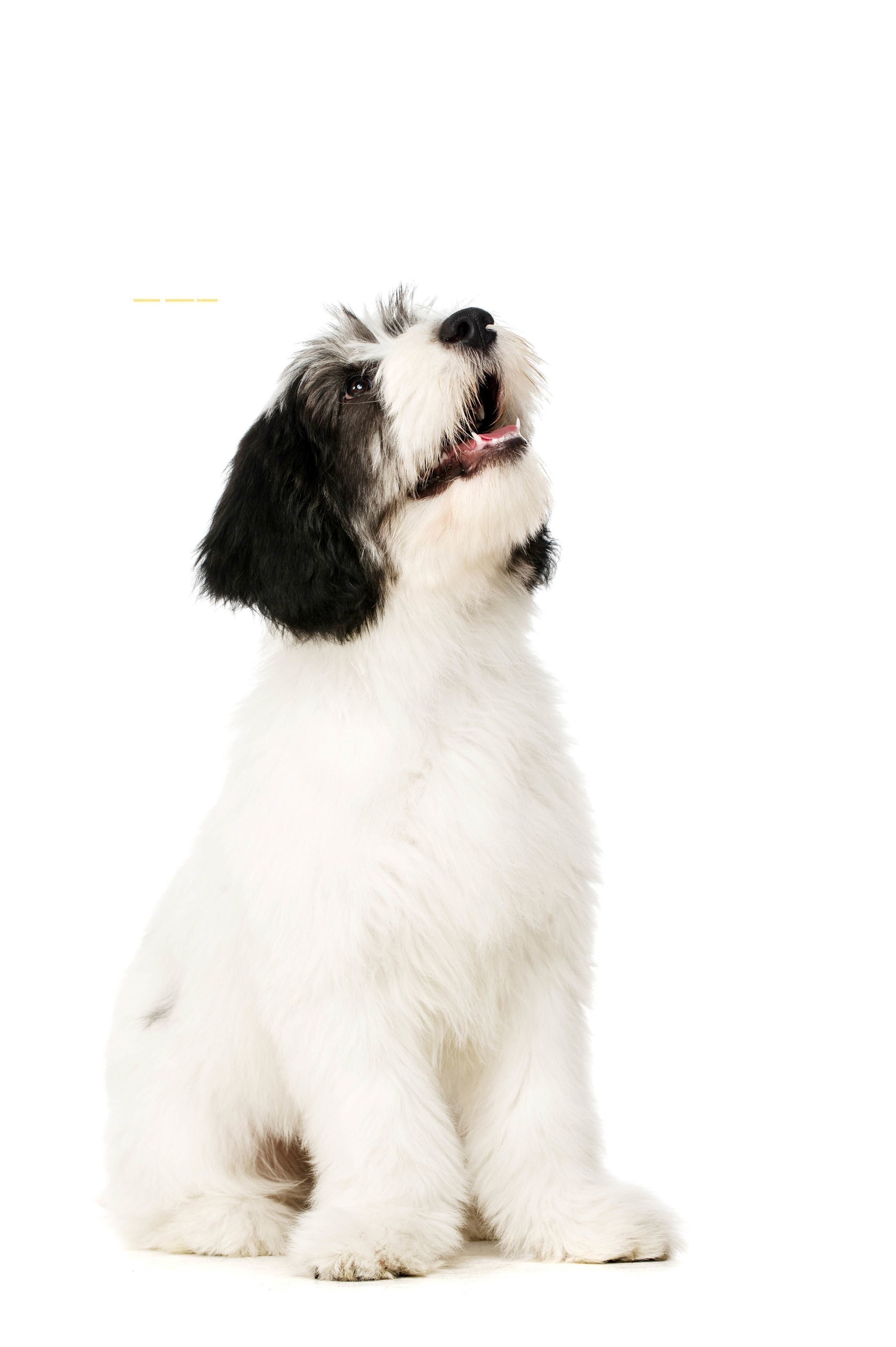 ポリッシュ・ローランド・シープドッグ