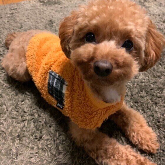 見つめるトイ・プードル