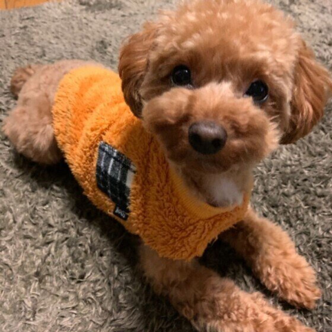 調査 愛犬からどんなニオイがする 定番の回答以外にも 絶妙な表現 の数々が いぬのきもちweb Magazine 調査 愛犬からどんなニオイがする 定番の回答以外にも 絶妙な表現 の数々が いぬのきもちweb Magazine