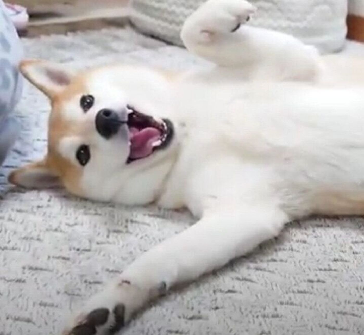 気持ちよくてたまらない ブラッシングしてほしくて足をおっぴろげちゃう柴犬 いぬのきもちweb Magazine 気持ちよくてたまらない ブラッシングしてほしくて足をおっぴろげちゃう柴犬 いぬのきもちweb Magazine