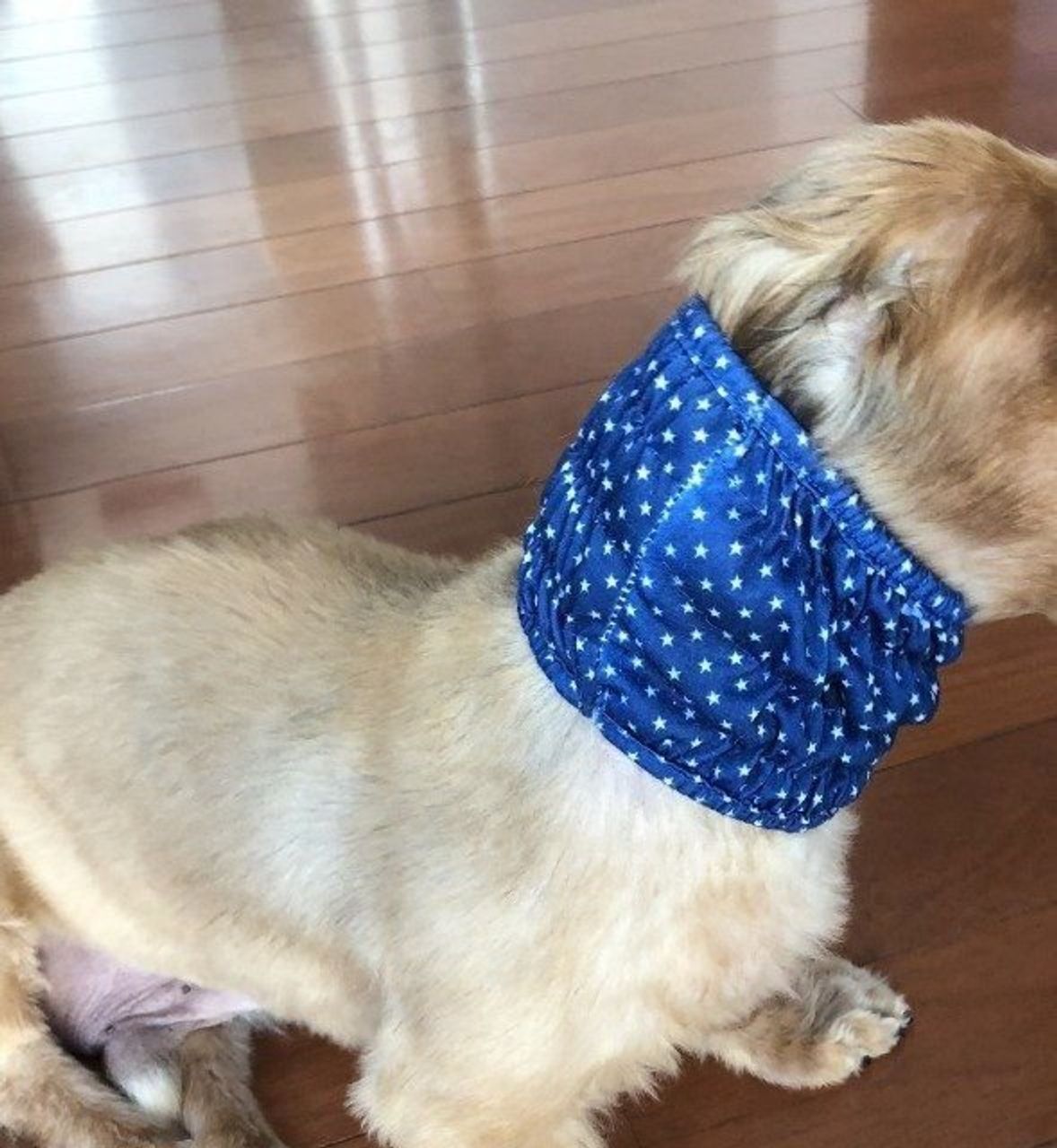 ごはんのときも耳を汚さない 100均のスヌード 愛犬に使ってみた いぬのきもちweb Magazine ごはんのときも耳を汚さない 100均のスヌード 愛犬に使ってみた いぬのきもちweb Magazine