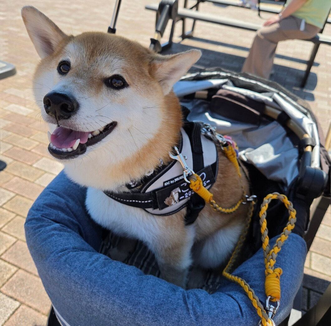 ペットカートでおでかけするこなつちゃん。