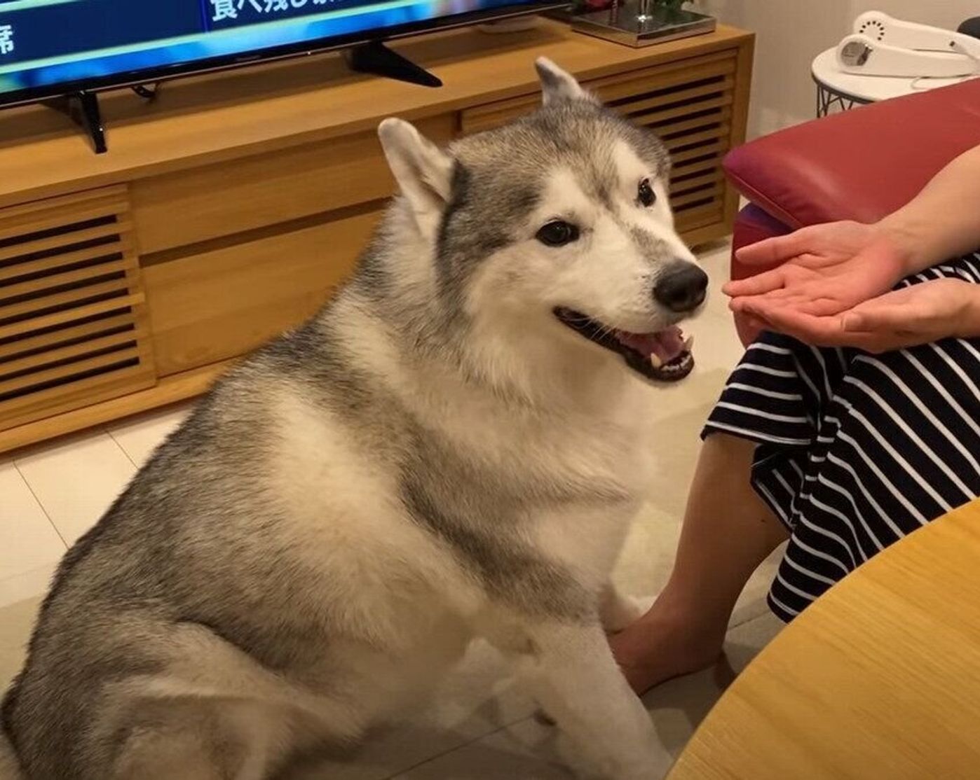 ママにはお手はしないっ だって遊びたいんだもん でもお姉ちゃんにはすぐお手しちゃうハスキー犬 いぬのきもちweb Magazine ママにはお手はしないっ だって遊びたいんだもん でもお姉ちゃんにはすぐお手しちゃうハスキー犬 いぬのきもちweb Magazine