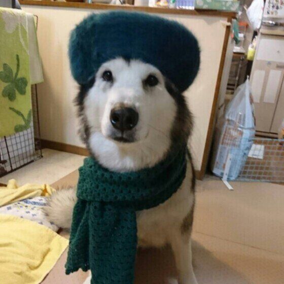 おしゃれをした アラスカン・マラミュート