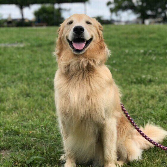 ゴールデン・レトリーバーのもおかちゃん