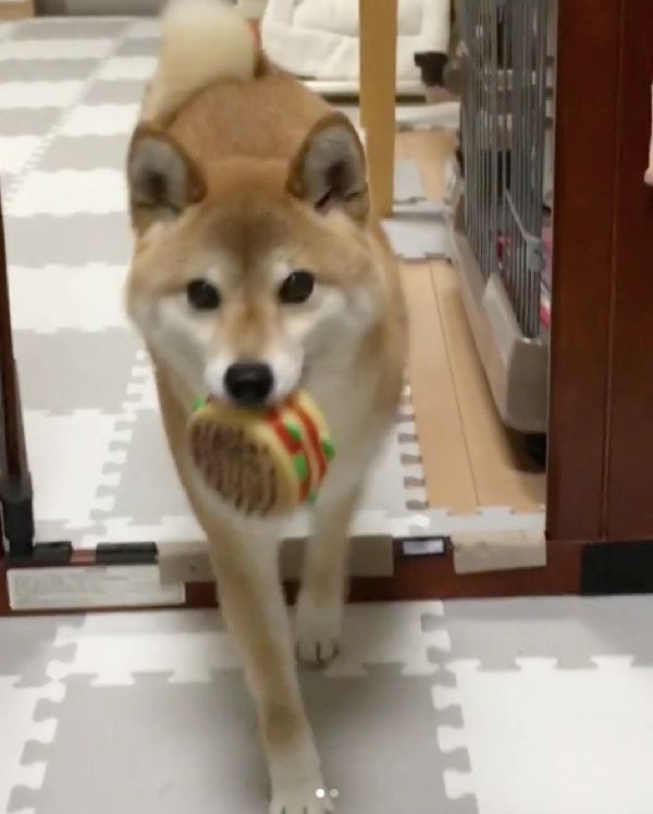 おもちゃを持ってくる柴犬
