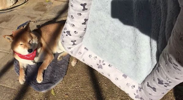 新しいマットを受け入れる柴犬