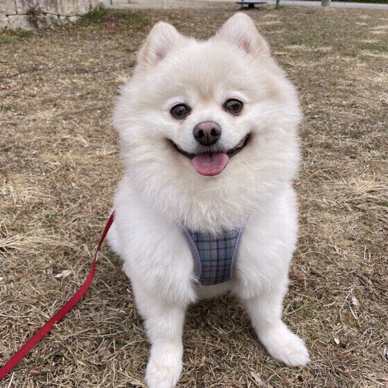 犬がブルブル震える理由は？ 体が濡れていないのに犬がブルブルするときの対応 ポメラニアン いぬのきもち