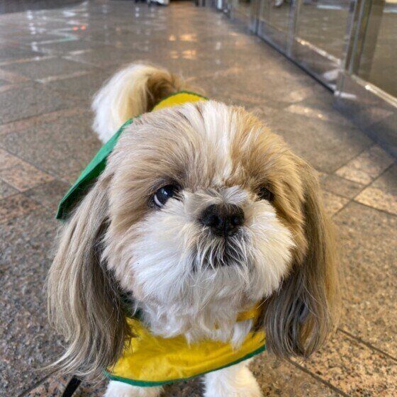 シー・ズーのエルくん