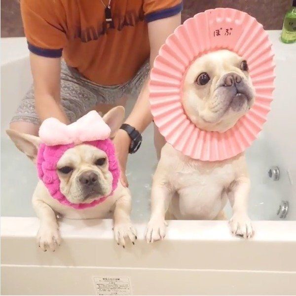 お風呂に入るフレンチ・ブルドッグ