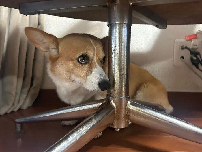 別の投稿でも雷を怖がるポチャちゃん