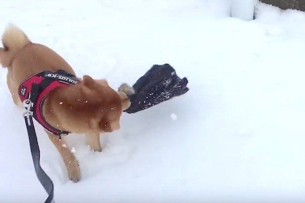 雪道ではしゃぐ柴犬