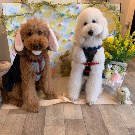 スタンダード・プードルののんちゃん