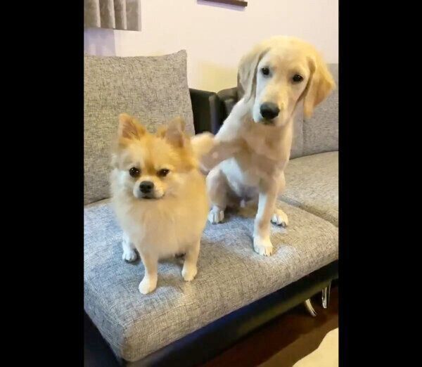 ぽん吉くんの頭に「お手」をするらん丸くん