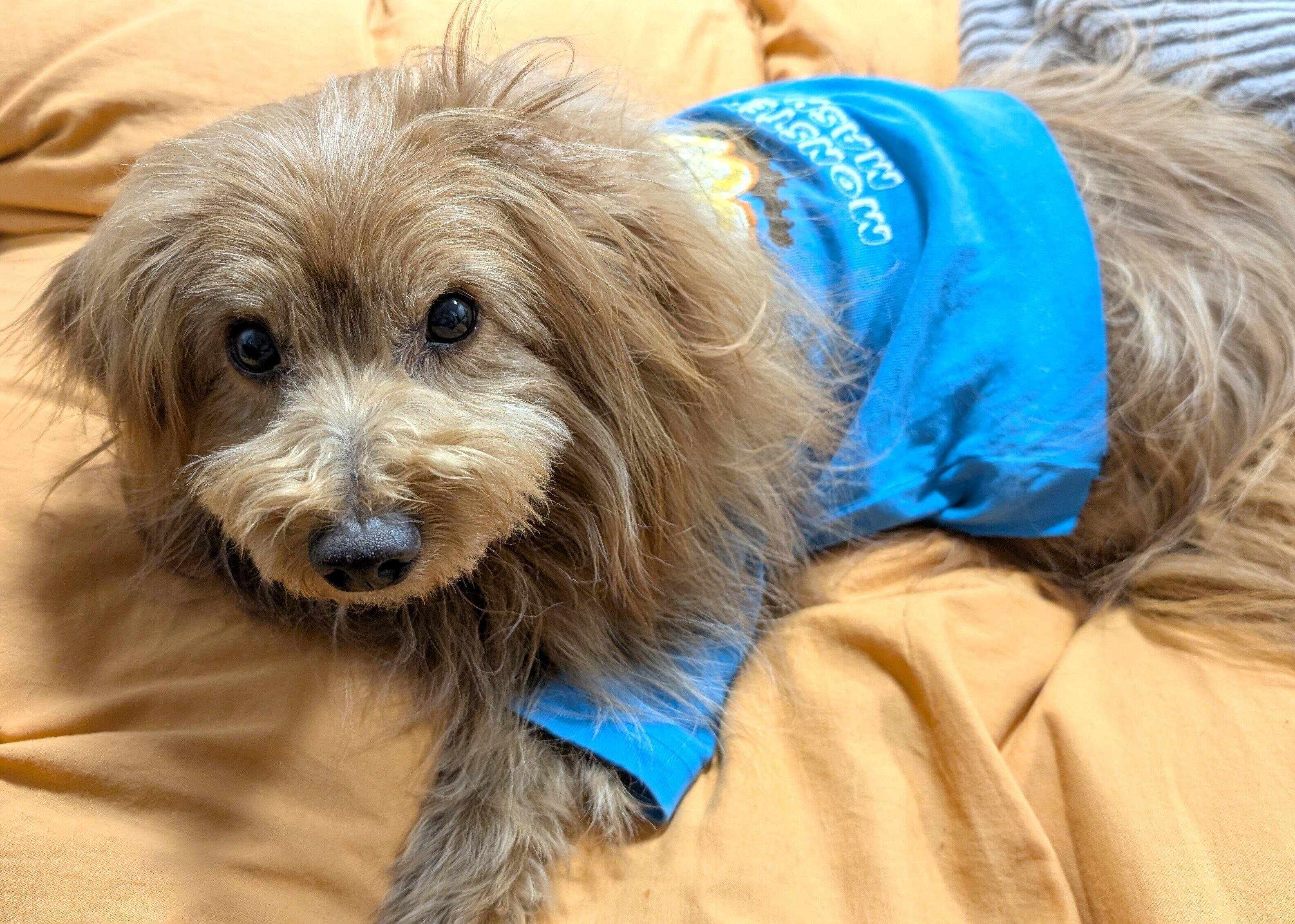 じっとこっちを見る犬の写真