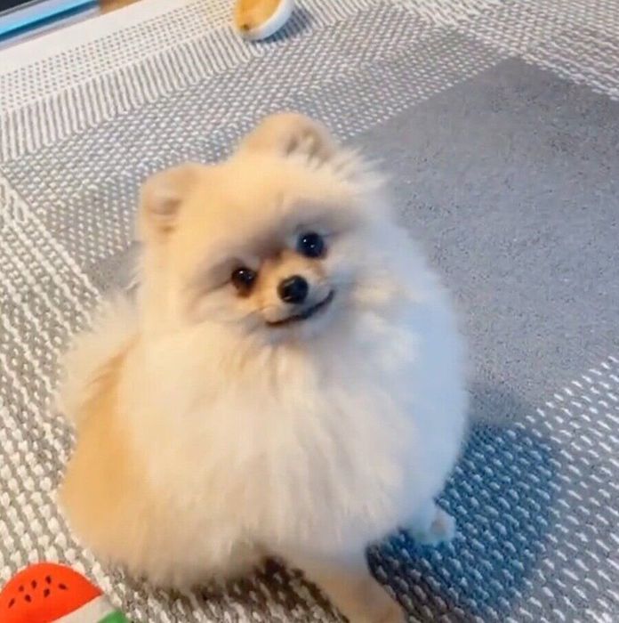 飼い主さんを見つめるもこちゃん