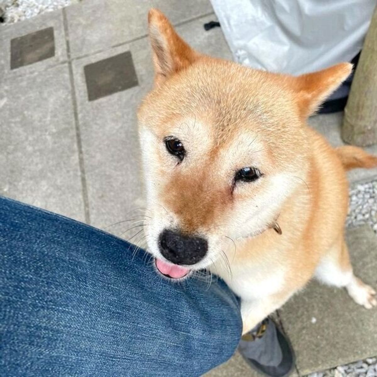 おやつありがとう 飼い主の足にぎゅ っとしがみつく柴犬の愛らしい姿に悶絶 いぬのきもちweb Magazine おやつありがとう 飼い主の足にぎゅ っとしがみつく柴犬の愛らしい姿に悶絶 いぬのきもちweb Magazine