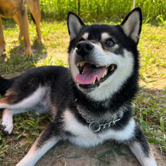 嬉しそうな柴のてんてんくん